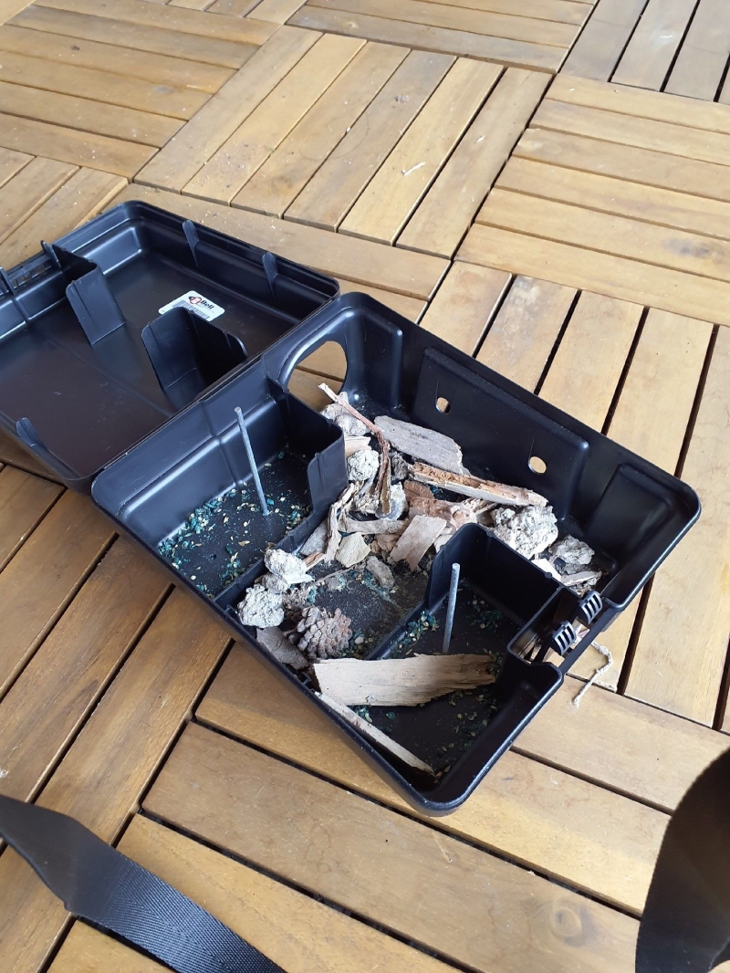 In einer geoeffneten Koederbox in Liedertswil lassen Holzreste und Fraesspuren auf Rattenaktivitaet schliessen, was den Einsatz eines Kammerjaegers nahelegt.