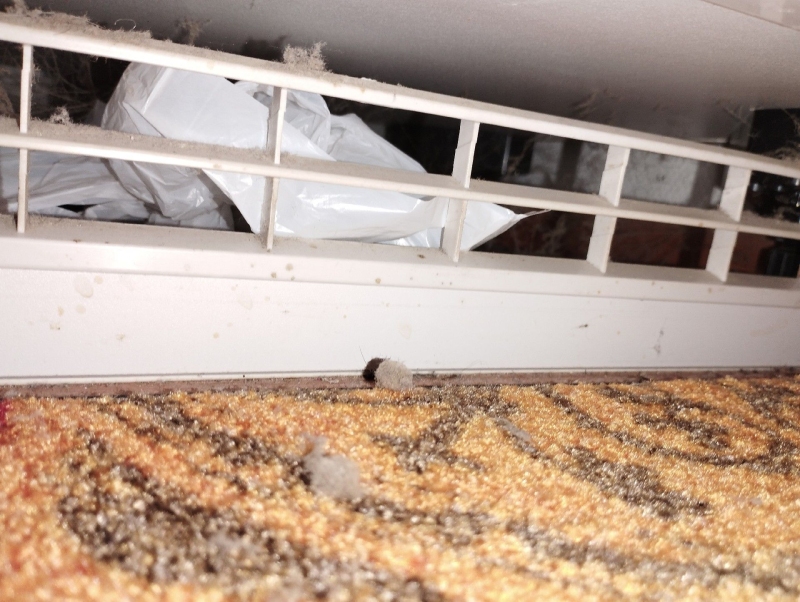 Unter einem Heizkoerper in Liedertswil deutet ein kleines dunkles Teil auf moegliche Maeusespuren hin, wodurch ein Kammerjaeger sinnvoll erscheint.
