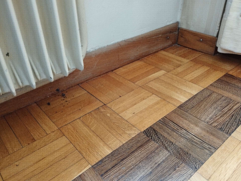 Kleine Ameisen sind an der Wand und dem Boden in Wahlen sichtbar. Ein Kammerjäger sollte kontaktiert werden, um die Invasion effektiv zu bekämpfen.