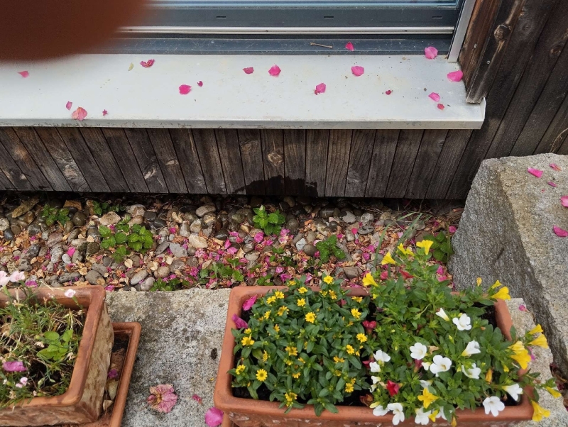 Ameisen bewegen sich entlang des Fensters in Wahlen, wo Blütenblätter und Pflanzen auf dem Boden liegen. Ein Kammerjäger kann helfen, die Ameisen zu vertreiben.